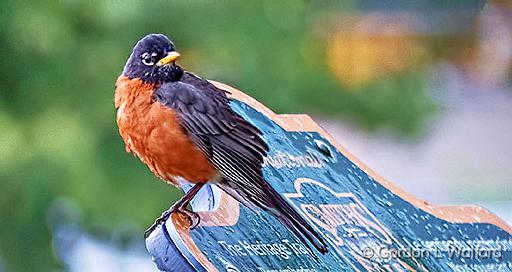 Ruffled Robin_P1130457.jpg - American Robin (Turdus migratorius) photographed at Smiths Falls, Ontario, Canada.